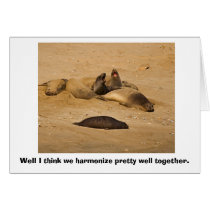 Elephant Seals Bellow in Harmony cards