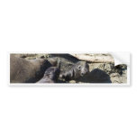Elephant Seals Bumper Sticker