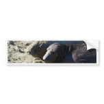Elephant Seals Bumper Sticker