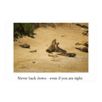 Elephant Seals Establish Who is the Alpha Male posters