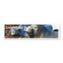 Elephant Seals Seaweed Bumper Sticker