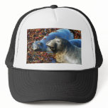 Elephant Seals Seaweed Hat