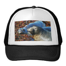 Elephant Seals Seaweed Hat
