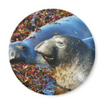 Elephant Seals Seaweed Fridge Magnet