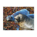 Elephant Seals Seaweed Postcard