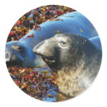 Elephant Seals Seaweed Stickers