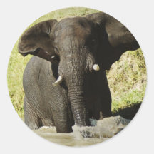 Elephant swimming (african elephant) sticker