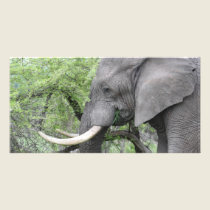 Elephant Tusks photo cards