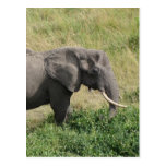 Elephant-Uganda-Africa-2 Post Card