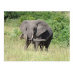 Elephant Uganda Africa Post Cards