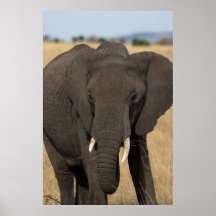 Elephant up close posters