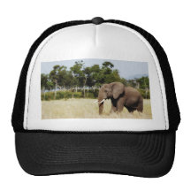 Elephant walking Masai Mara Plains Kenya hat