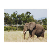Elephant walking Masai Mara Plains, Kenya postcard
