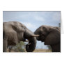 Elephants At Kruger Cards