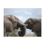 Elephants at Kruger Postcards