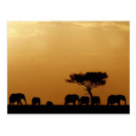 Elephants at Sunset Postkarte
