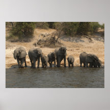 Elephants Drinking from Chobe River Print