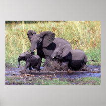 Elephants family print