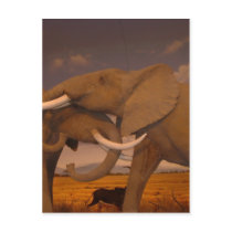 Elephants! Postcards