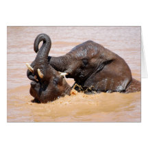 Elephants water world card