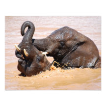 Elephants water world custom invite