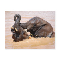 Elephants water world postcards