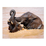 Elephants water world postcards