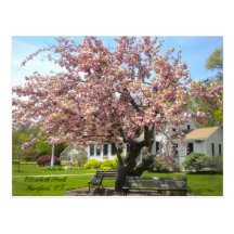 Elizabeth Park, Hartford, CT Postcard