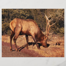 Elk -  An Elk Eating Flyer