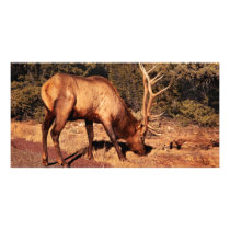 Elk -  An Elk Eating Photo Card