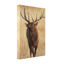 elk and eye bulging canvas prints