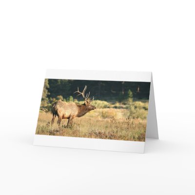 Elk Buck Cards by unknownartist
