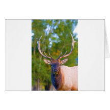Elk Bulls Eyes Greeting Cards