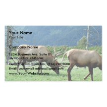 Elk Bulls Grazing Business Card Templates