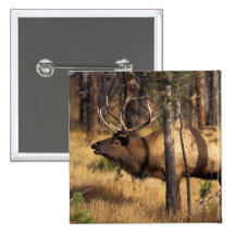 elk, Cervus elaphus, bull bugles in a burnt out Buttons
