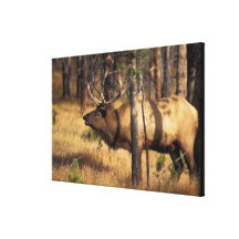 elk, Cervus elaphus, bull bugles in a burnt out Stretched Canvas Prints