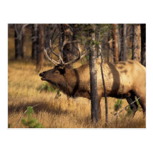 elk, Cervus elaphus, bull bugles in a burnt out Post Cards