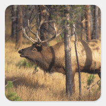 elk, Cervus elaphus, bull bugles in a burnt out Square Sticker