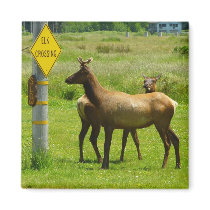 Elk Crossing Magnet