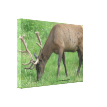 Elk Eating Grass Wrapped Canvas Gallery Wrapped Canvas
