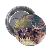 Elk Herd Button