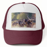 Elk Herd Hat