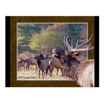 Elk Herd Postcard 2
