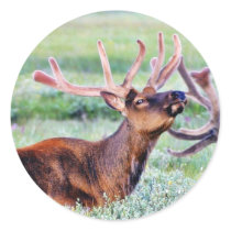 Elk Horns Round Sticker