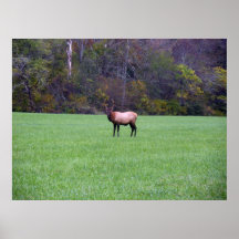 Elk In The Smokies Print