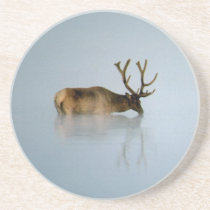 Elk In Water coasters