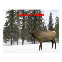 Elk in Winter Postcard
