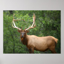 elk large poster