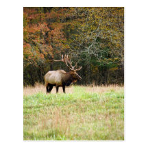 Elk Postcard