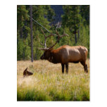 Elk Postcards